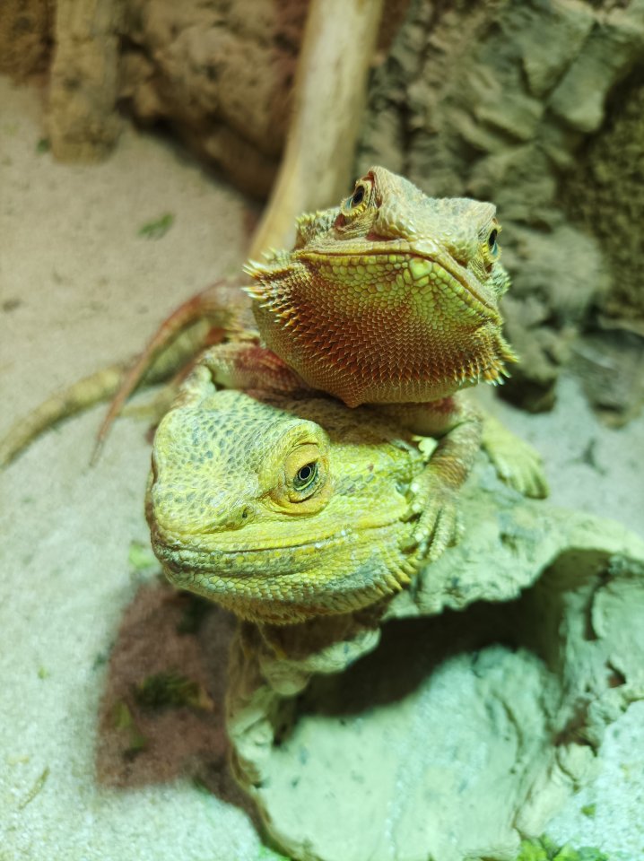 Suche ein Bartagamen Weibchen - Reptilien - Neustadt am Rübenberge