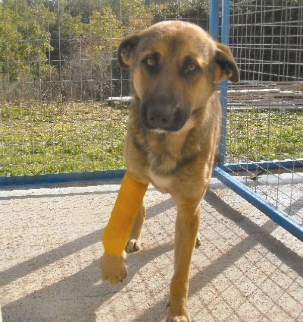 Lucky - wenn sein Beinchen verheilt ist, muss er zurück auf die Straße ...Sch? - Hunde - Nürnberg