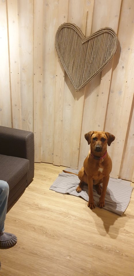Wurfplanung  rhodesian ridgeback - Hunde - Burgstetten