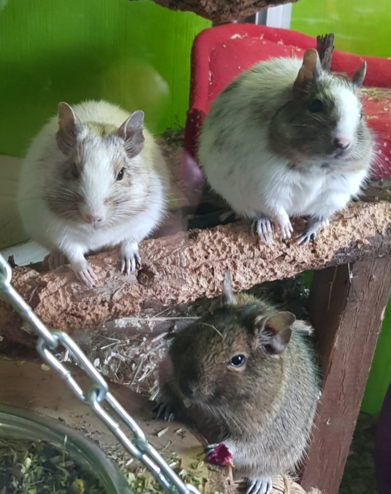 3 Degumädels in liebevolle Hände abzugeben - Nagetiere - Stelle