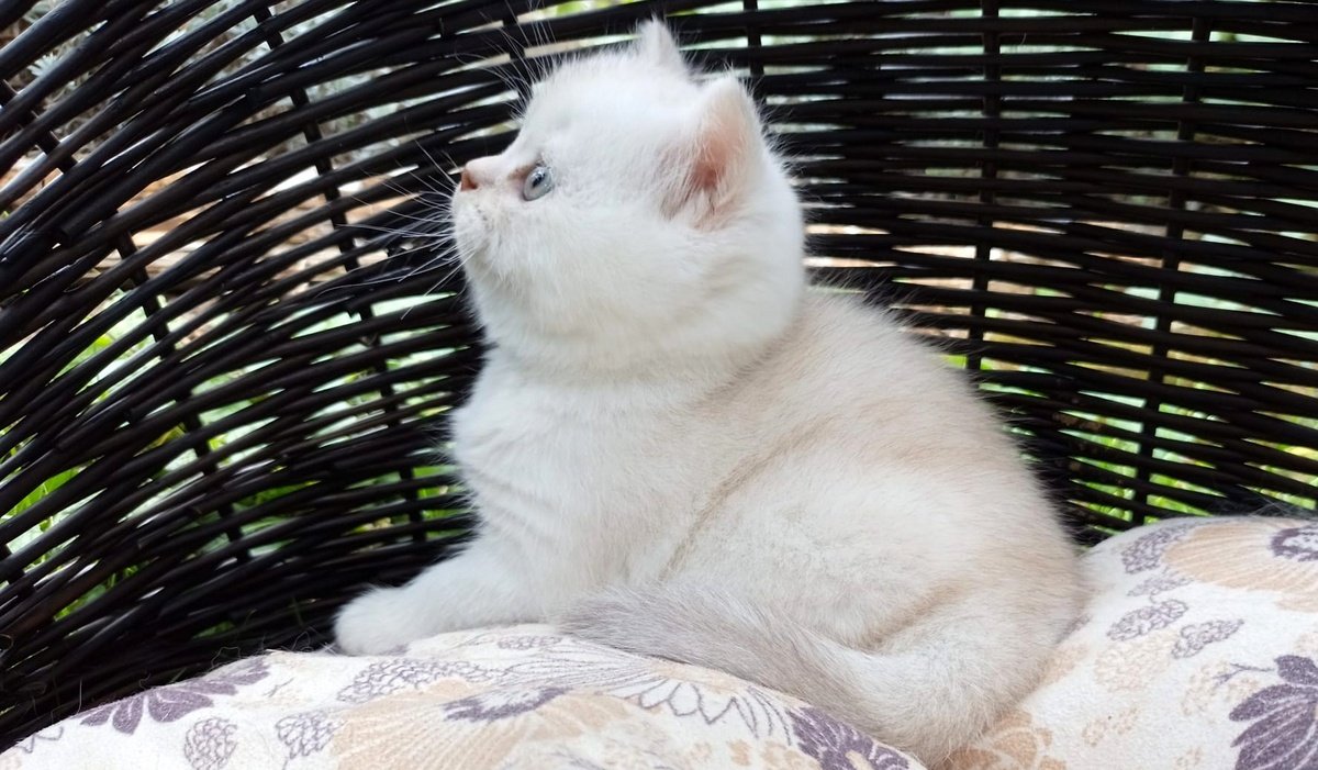 Zwei kleine Schokopralinen suchen ihr Zuhause - Katzen - Mühlacker-Dürrmenz