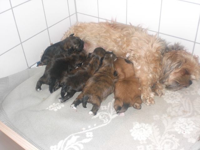 Verkaufen süße Lhasa Apso Welpen - Hunde - Memmingen