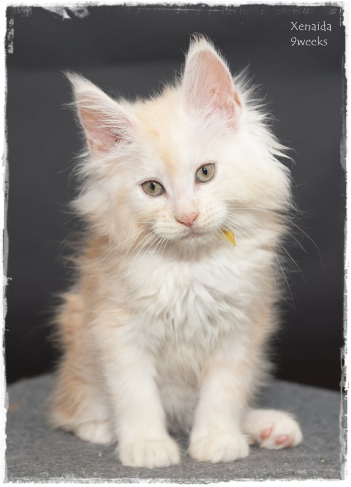 Freundin fürs Leben gesucht ! - Katzen - Sinn/Hessen