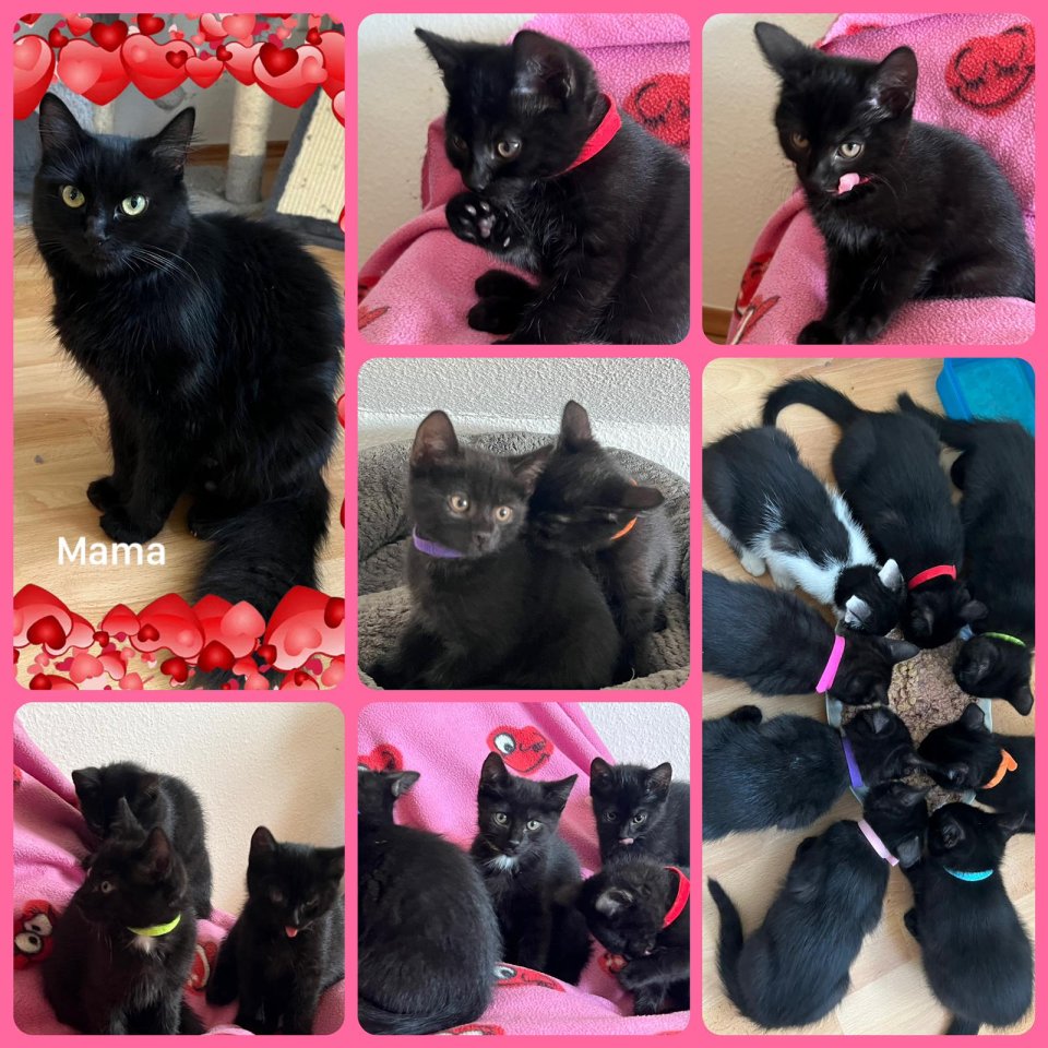Katzenbabys Katzenkinder Katzen - Katzen - Ronnenberg