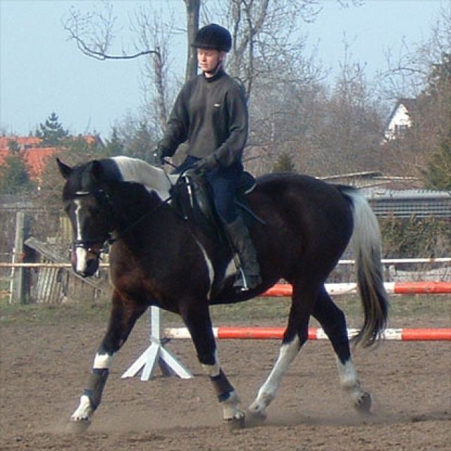 Suche volljährige RB für meinen Schecken in 06847 - Reitbeteiligung - Dessau