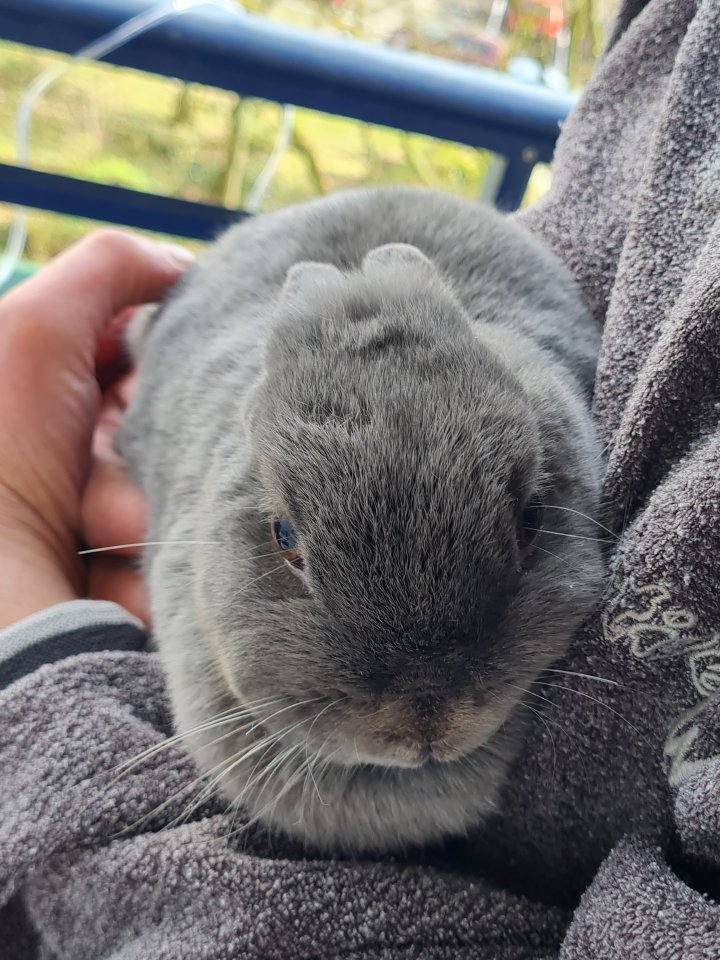 Zwergkaninchen verschenken - Nagetiere - Berlin