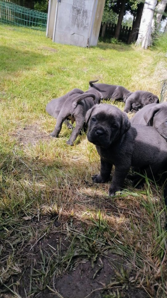 Tolle Cane Corso Welpen  - Hunde - Wingst
