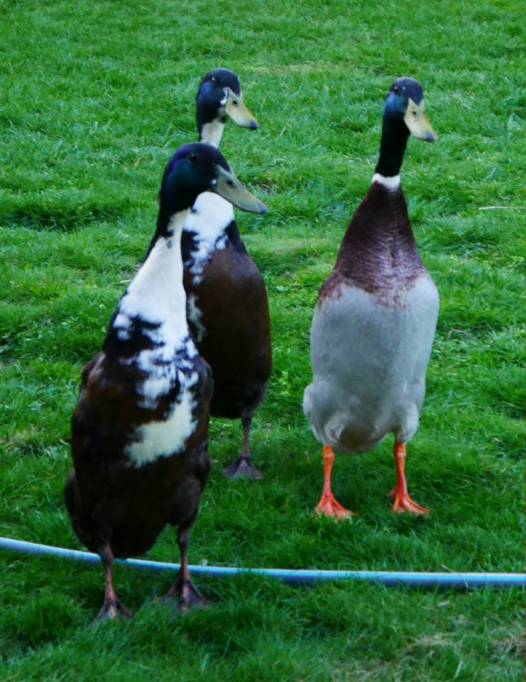 3 zutrauliche Laufenten Erpel - Voegel - Bernau