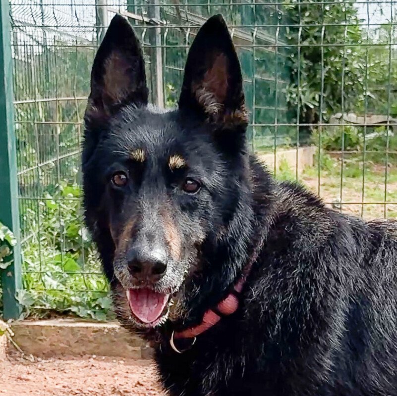 LUNA - Schutzgebühr: € 250,--, weiblich  8 Jahre  42 cm  30 kg  Deutscher Schäfe - Hunde - Lauf an der Pegnitz