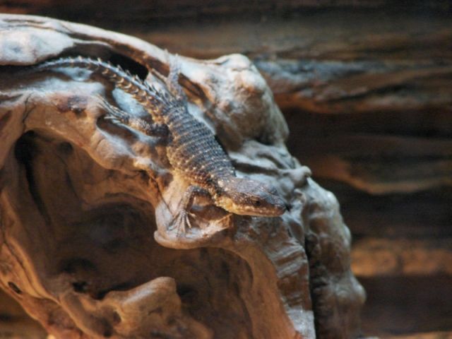 Gürtelschweif-Junges Cordylus tropidosternum - Reptilien - Jena