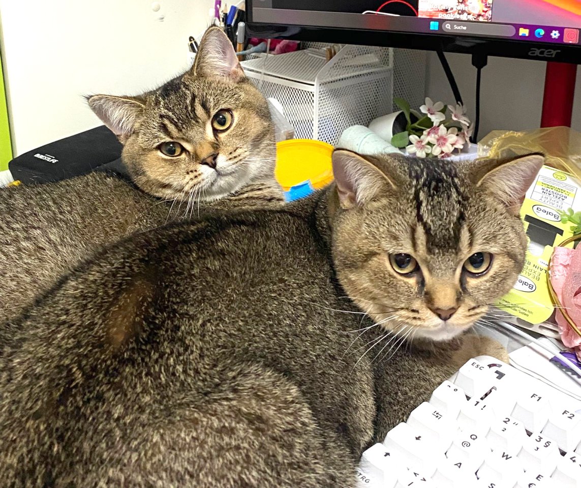 2x BKH Kater Kätzchen Kitten Britisch Kurzhaar aus Dortmund - Katzen - Dortmund