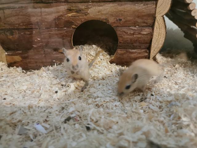2 Männliche Rennmäuse ab  - Maeuse - Halle-Saale 