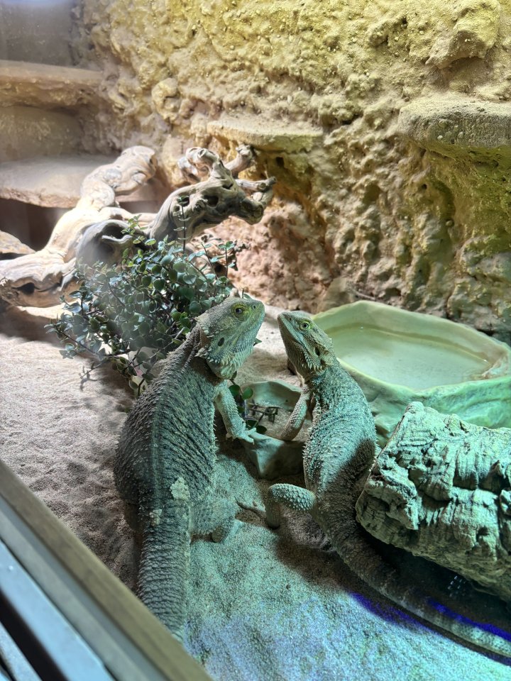 2 Bartagamen inkl Terra und Zubehör - Reptilien - Geilenkirchen