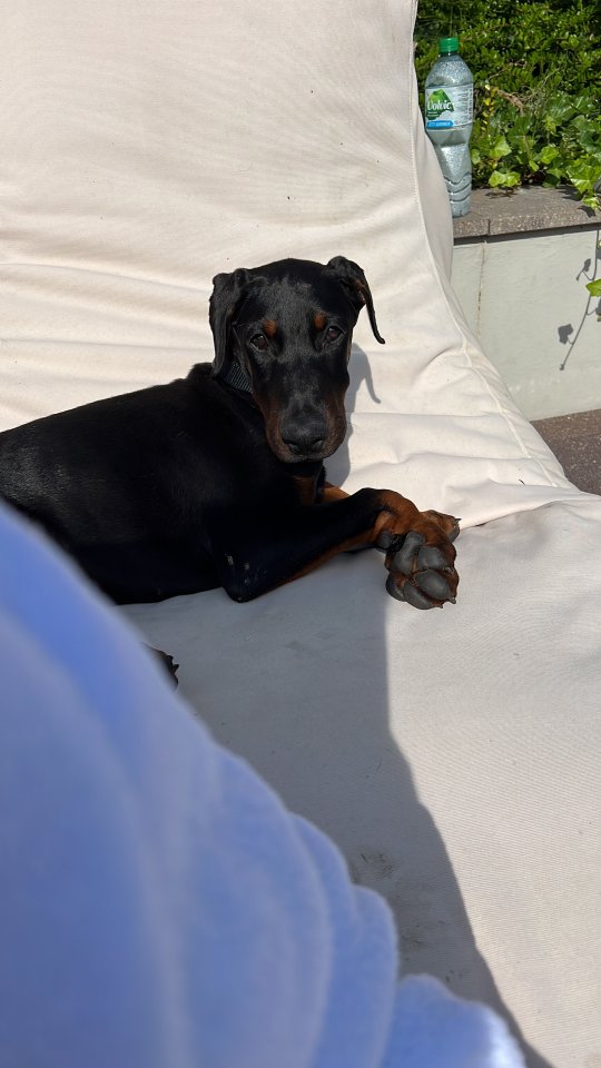 Dobermann Welpe 15 Wochen - Hunde - Bielefeld 
