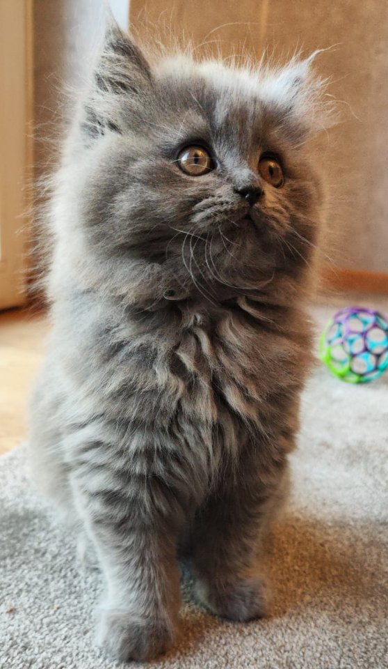 BKH BLH Kitten Junge Britisch Langhaarig geimpft - Katzen - Bad Harzburg