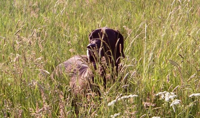 Tiere in Not - Tiere In Not - 