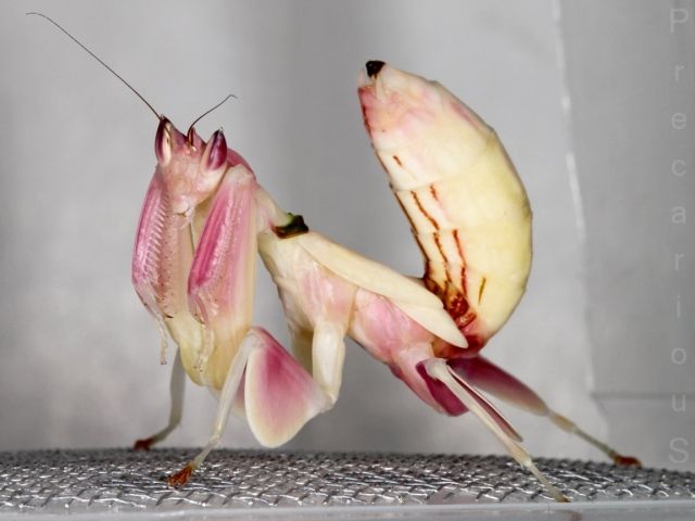 Suche Hymenopus coronatus - Insekten - Haslach