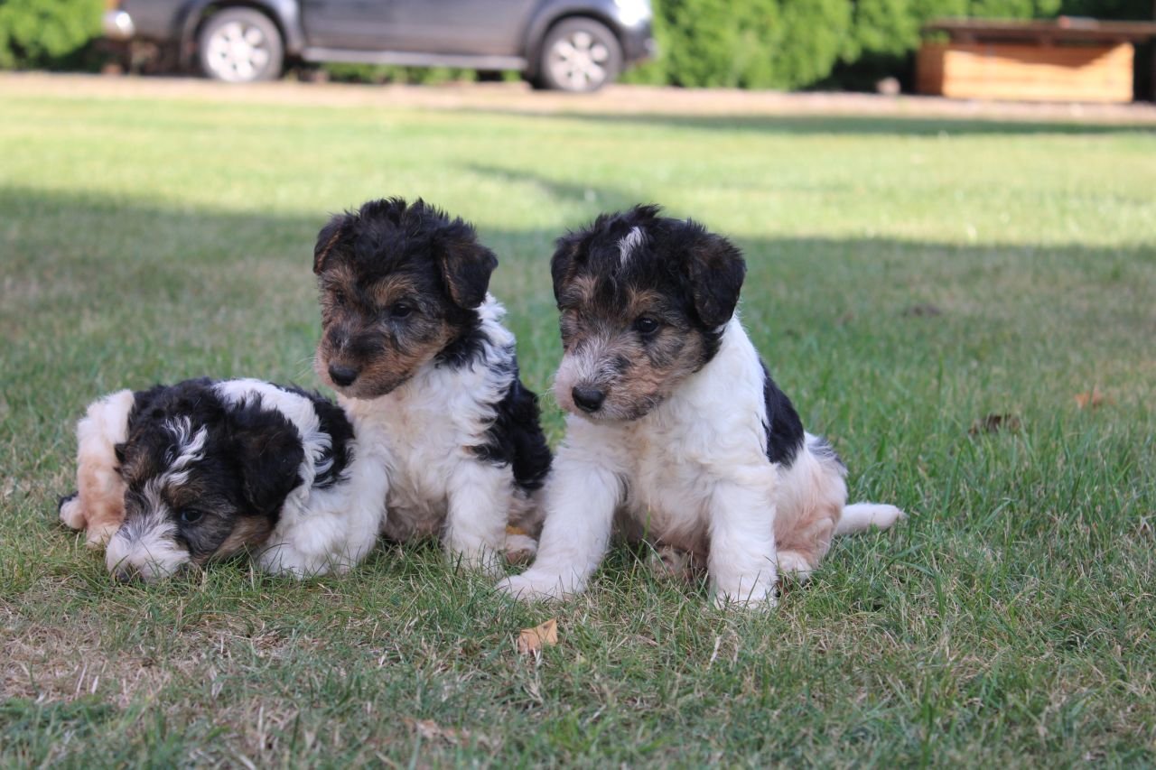 Drahthaar Foxterrier Welpen. - Hunde - Steyerberg