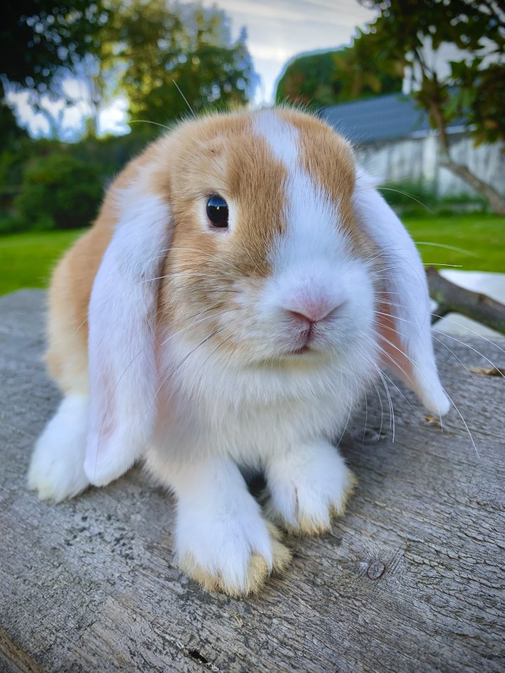 Kaninchen, sehr zahmes und hübsches Mädchen - Nagetiere - Gummersbach 