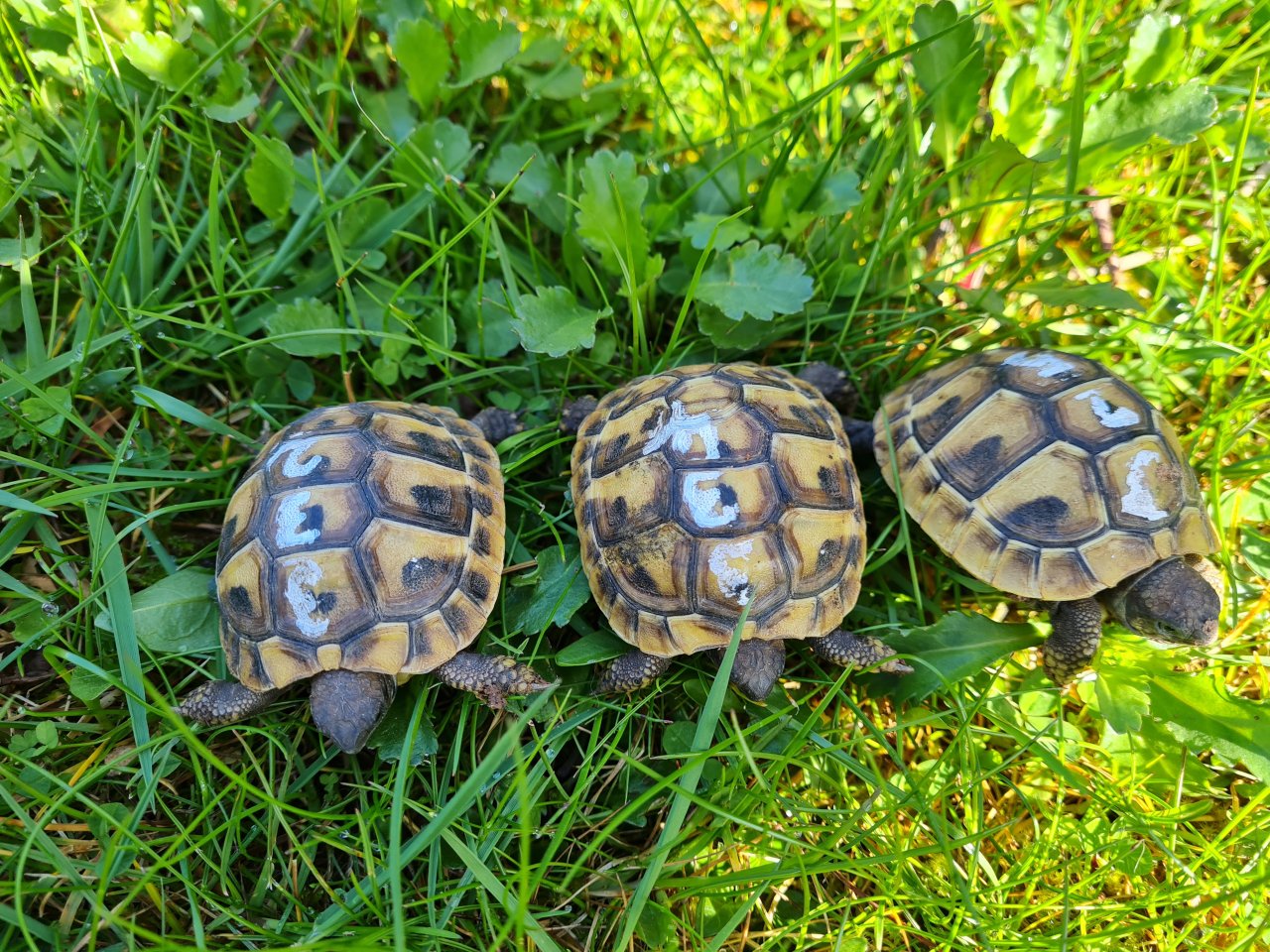 Griechische Landschildkrötenbabys - Reptilien - Bad Arolsen