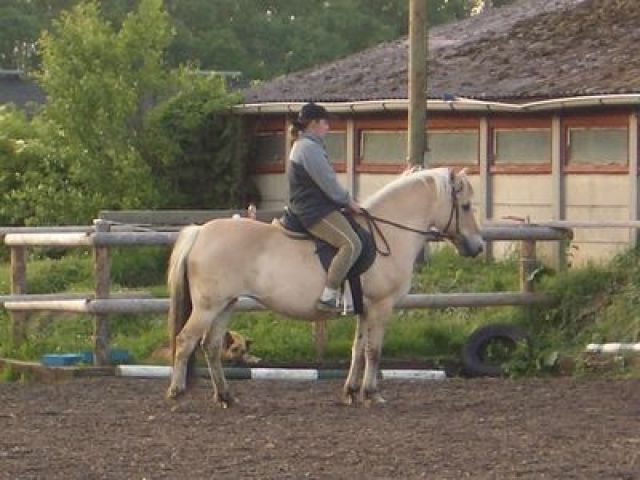 Biete Reitbeteiligung - Reitbeteiligung - Harmsdorf