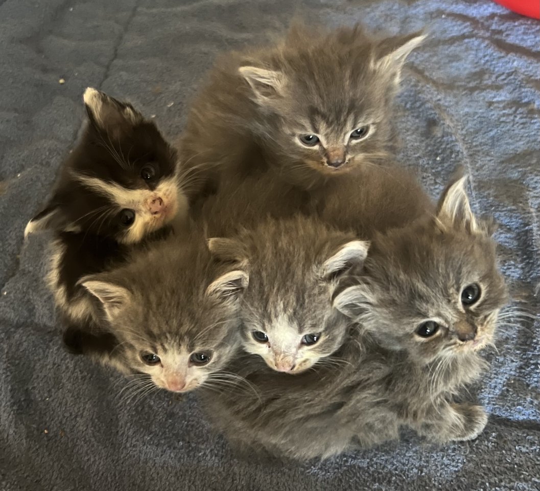 Perser-Maine Coon Mix - Katzen - Ederheim