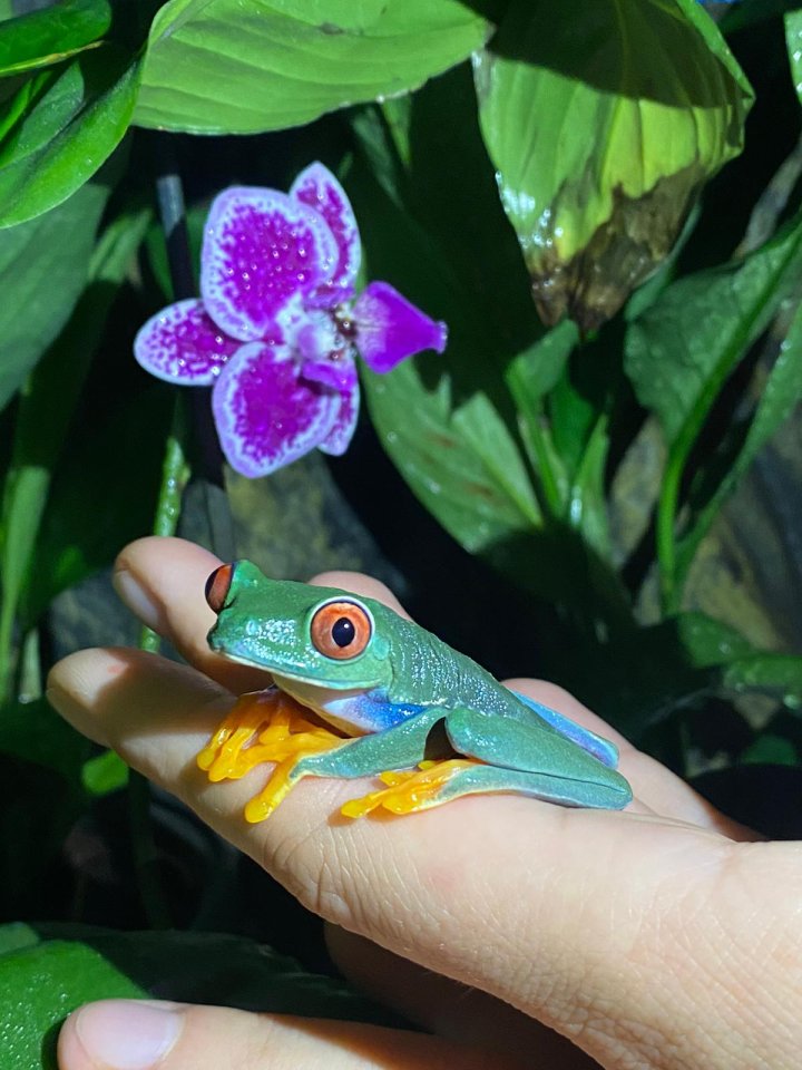 Rotaugenlaubfrosch Weibchen - Amphibien - Berlin