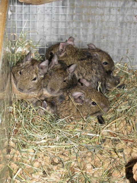 Degu-Babies in ca.7 Wochen abzugeben - Nagetiere Allgemein - Rotenburg (Wümme)