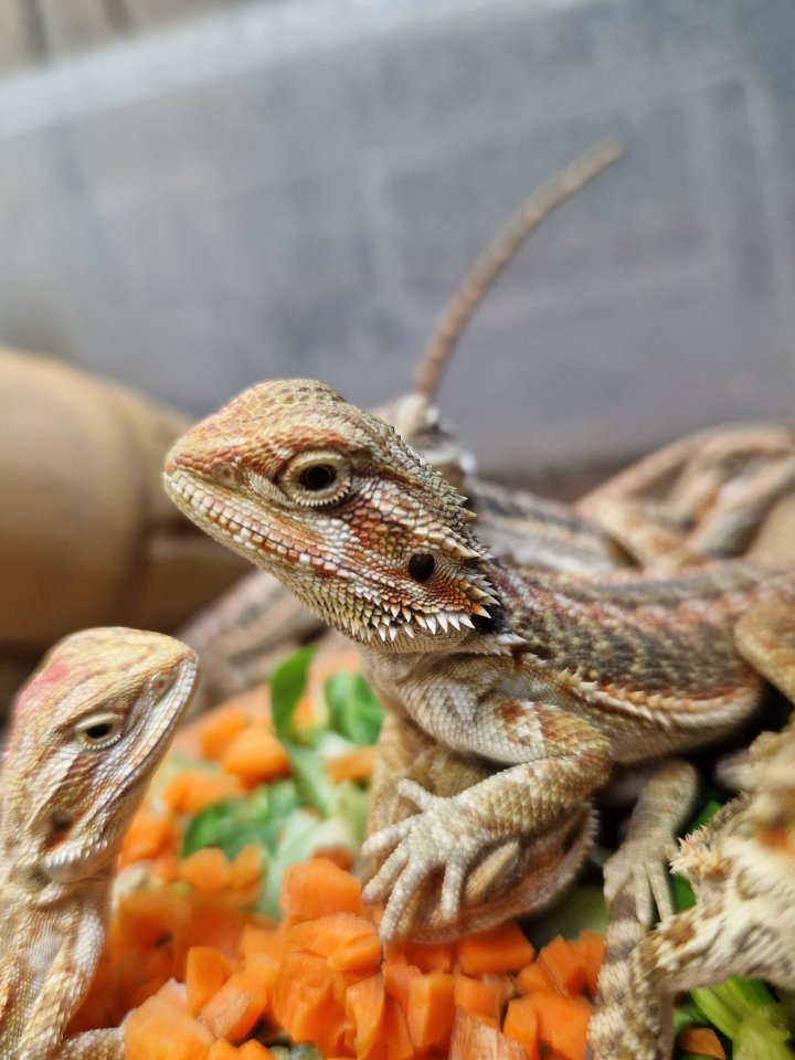 Bartagamen Jungtiere - Reptilien - Meura