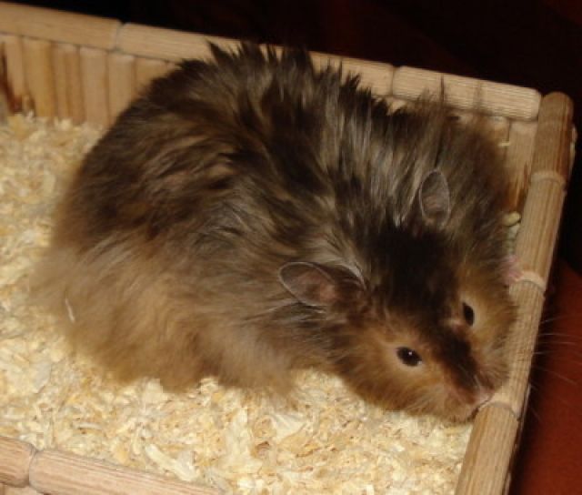  schöne&gesunde Hamsterkinder werden Anfang Oktober geboren  - Hamster - Oranienburg