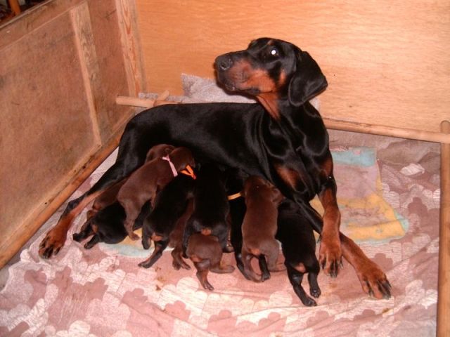 Dobermann - Hunde - Trebic