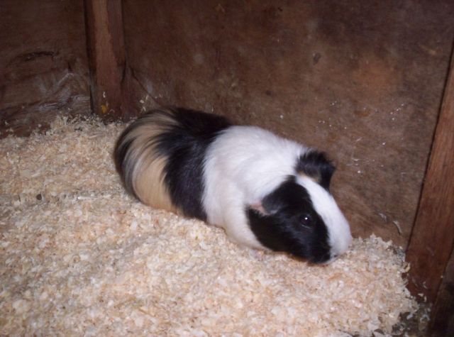 2 süße Meerschweinchen suchen zuhause - Meerschweinchen - Saarbrücken