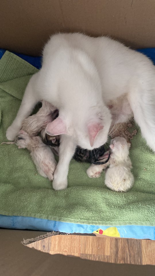 Katzenbabys Kitten … - Katzen - Mönchengladbach