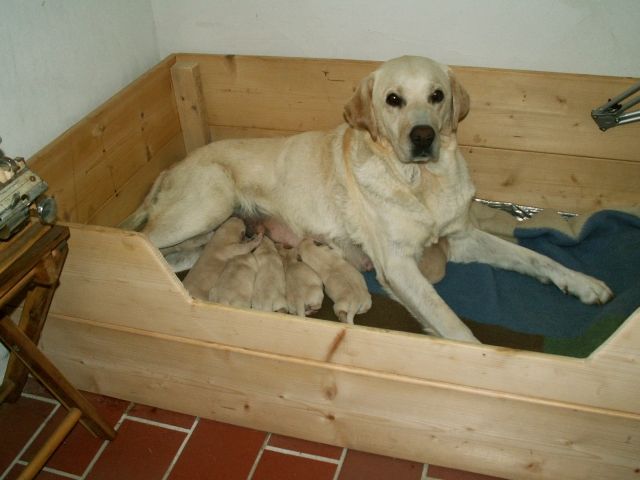 Wunderbare Golden Labradorwelpen zu verkaufen | tieranzeigen.net
