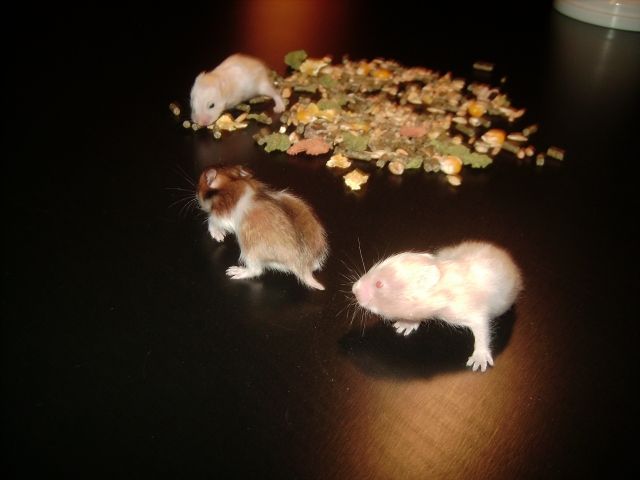 Goldhamster Babays suchen neues Zuhause - Hamster - Losheim