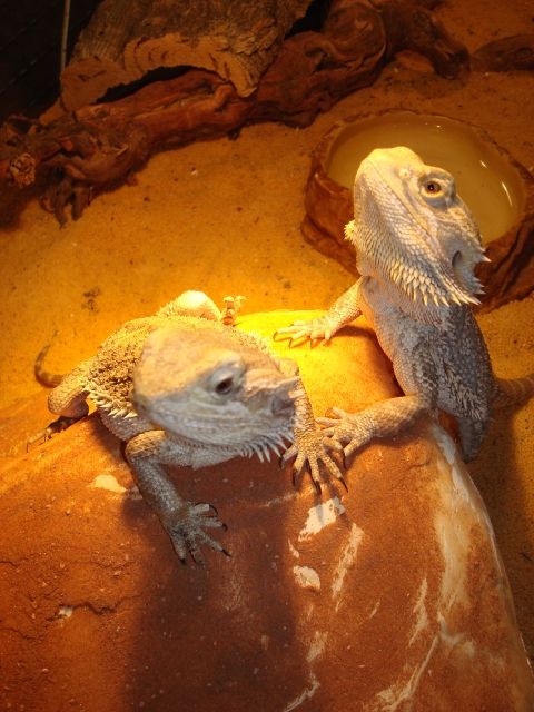  Bernhard & Bianca suchen ein neues Zuhause - Reptilien - Siegburg