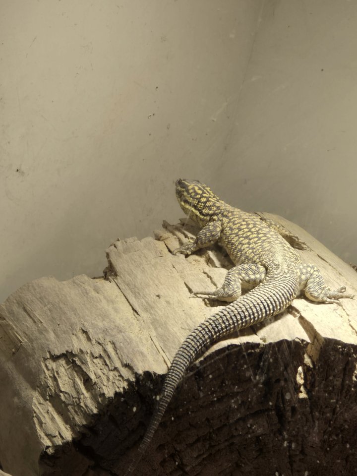 Stachelschwanz Waran (Yellow Ackie) mit Terrarium - Reptilien - Hannover