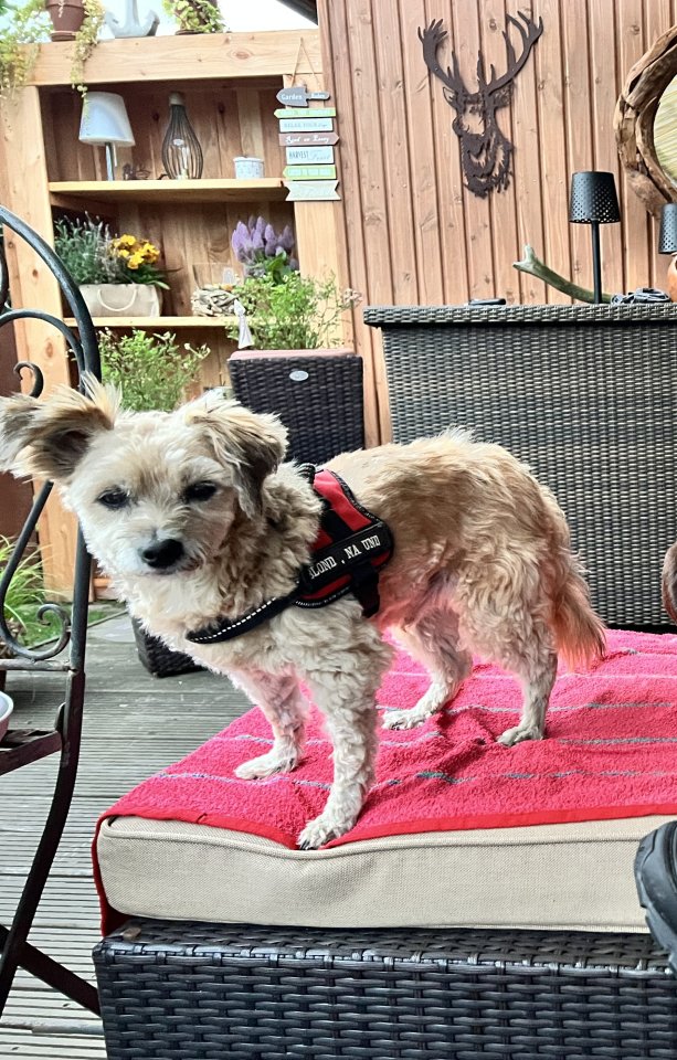 Klein bleibender Welpe oder Hund gesucht - Hunde - Kröppelshagen