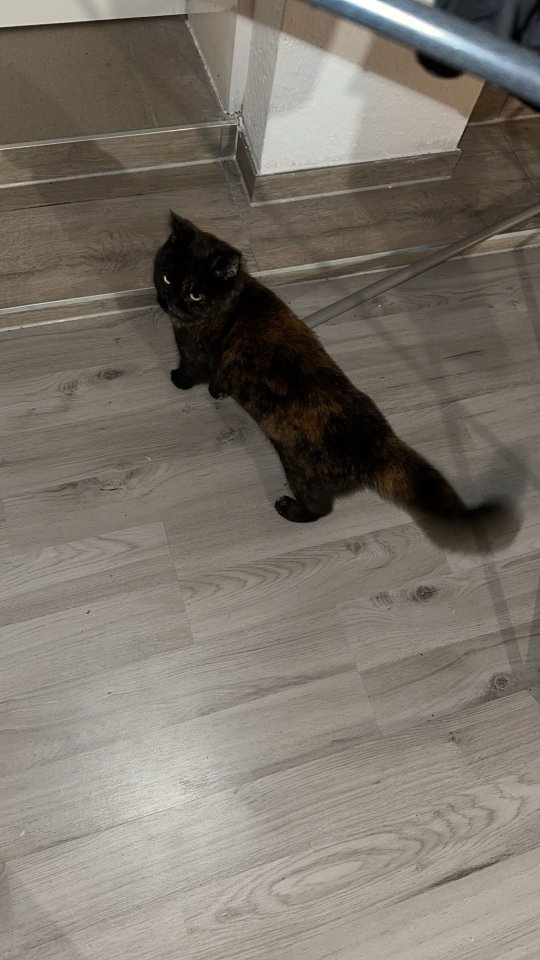 Nala (5 Jahre, kastriert) sucht neues Zuhause - Katzen - Rotenburg Wümme