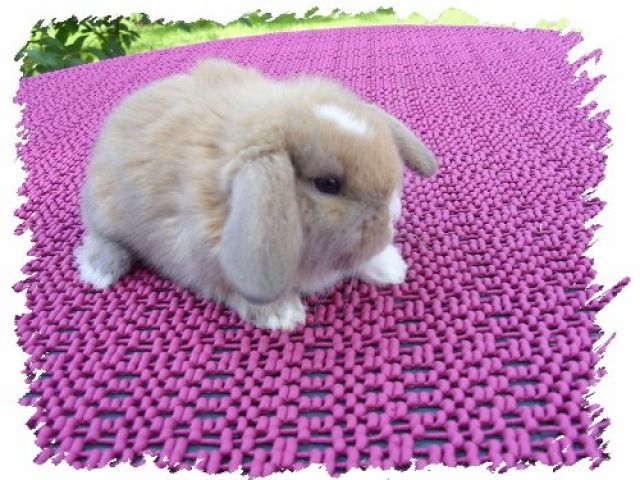 NHD Babys- supersüß und handzahme - Hasen Kaninchen - Strausberg