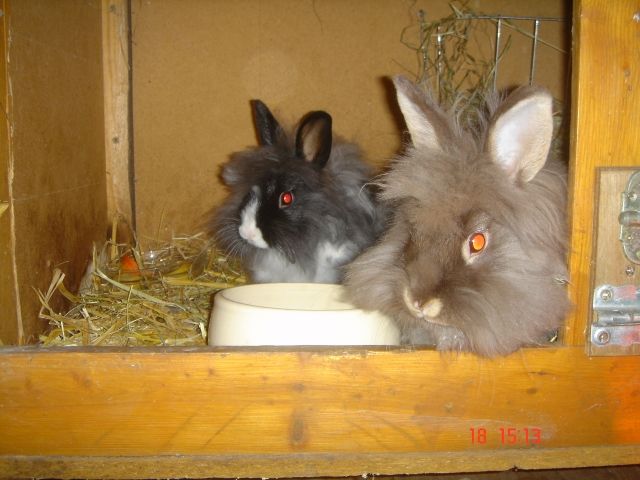 Hasen Kaninchen Kleinanzeigen Hasen Kaninchen Annoncen Hasen