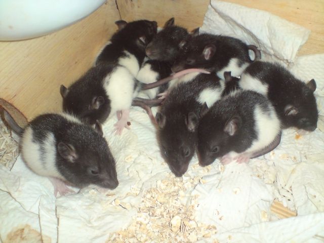 Rattenbabys abzugeben - Ratten - kernen i.R.