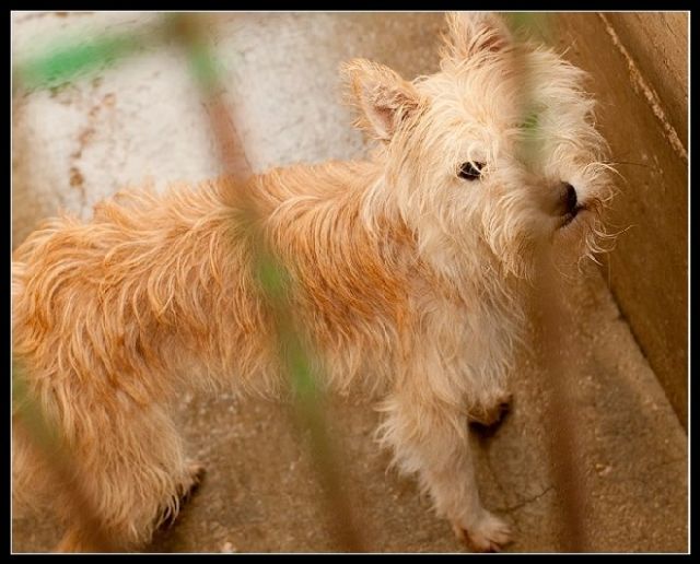 Luna - Podenco -Zausel-Mix  mit einem Jahr in der Perrera. Soll ihr Leben hier e - Hunde - ???