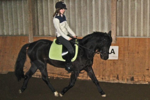 Verkaufe mein Pony 7j 1,47 dringend!! - Pferde - Eschborn