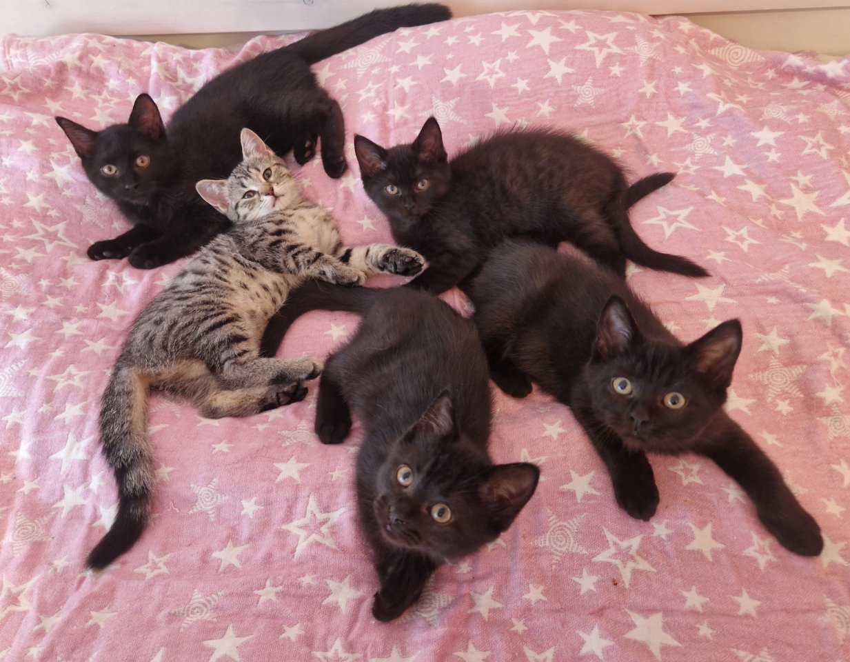 Babykatzen Katzenbabys BLH Mix Kitten - Katzen - Langenbach