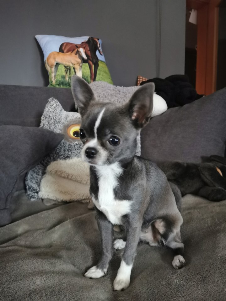 Suche Chihuahua Deckrüde kurzhaar - Hunde - Wachau