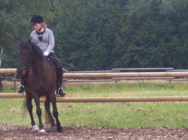 Suche Reitbeteiligung/Pflegepferd Stuttgart - Reitbeteiligung - Stuttgart