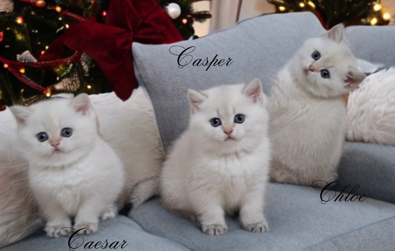 Reinrassige BKH Kitten mit Stammbaum - Katzen - Tuttlingen