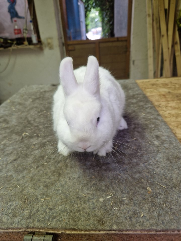Zwergkaninchen Hermelin Blauauge - Nagetiere - Bodenheim