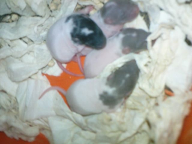 Rattenbabys - Ratten - Karlsruhe